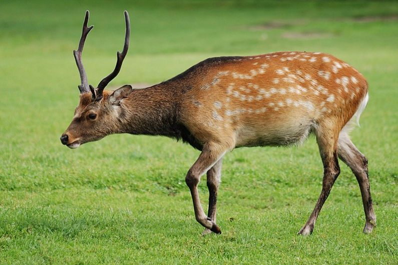 Concerns Killarney's sika deer may be declared an invasive species
