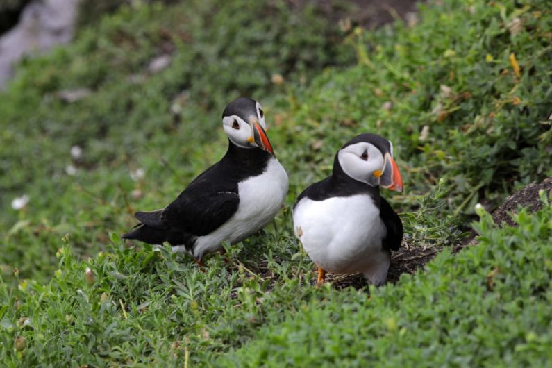 The puffin could disappear from Ireland by 2050