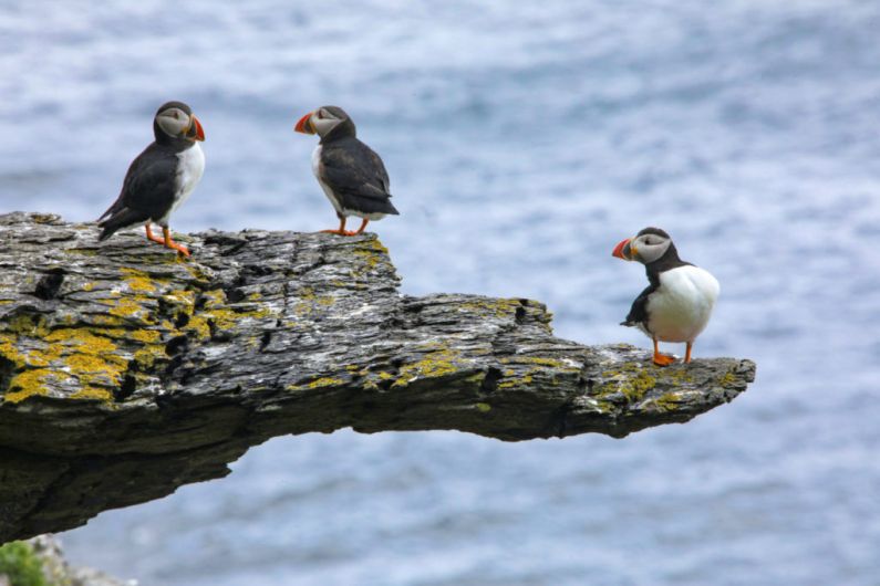 Over 8,200 puffins recorded on Skellig Michael on a single day last month