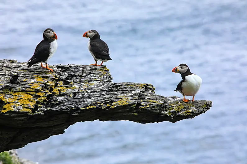 Birdwatch Ireland welcomes highlighting of illegal use of drones on Skellig Michael