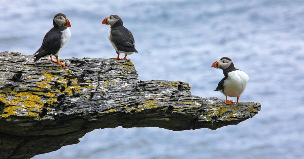 Over 8,200 Puffins recorded on Skellig Michael on a single day last month - Vimarsana News