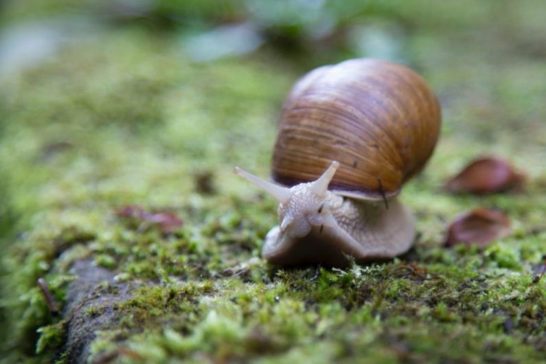 Kerry TD calls for classification of snails to be changed