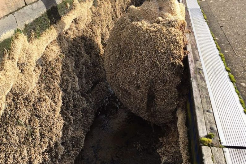 Ecological survey identifies Australian tubeworm in Tralee Ship Canal