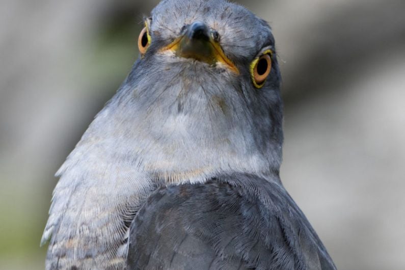 Killarney cuckoos tagged in Central Africa