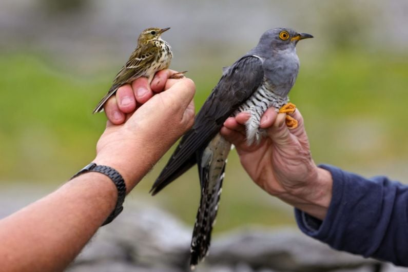 Killarney cuckoos tagged in Southern and South Eastern Europe