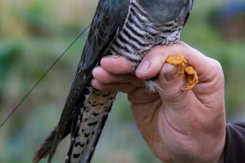 First of three cuckoos tagged in Killarney National Park arrives back after winter migration