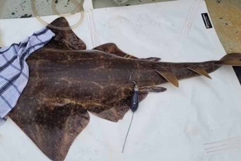 Two rare angel sharks part of successful conservation effort in Tralee Bay