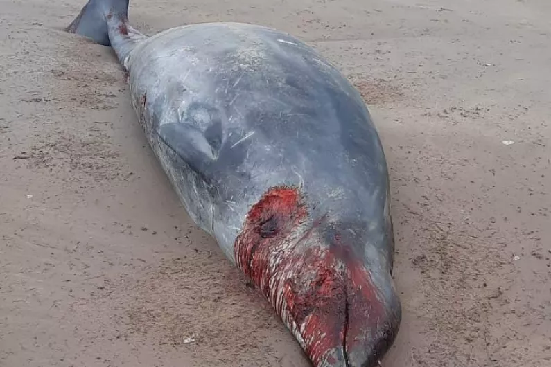 Pollutants may have led to death of rare whale in Tralee Bay
