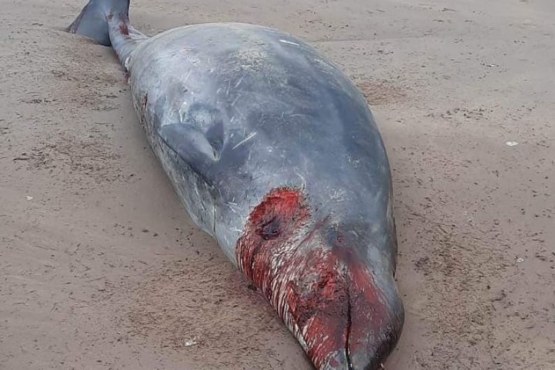 Pollutants may have led to death of rare whale in Tralee Bay