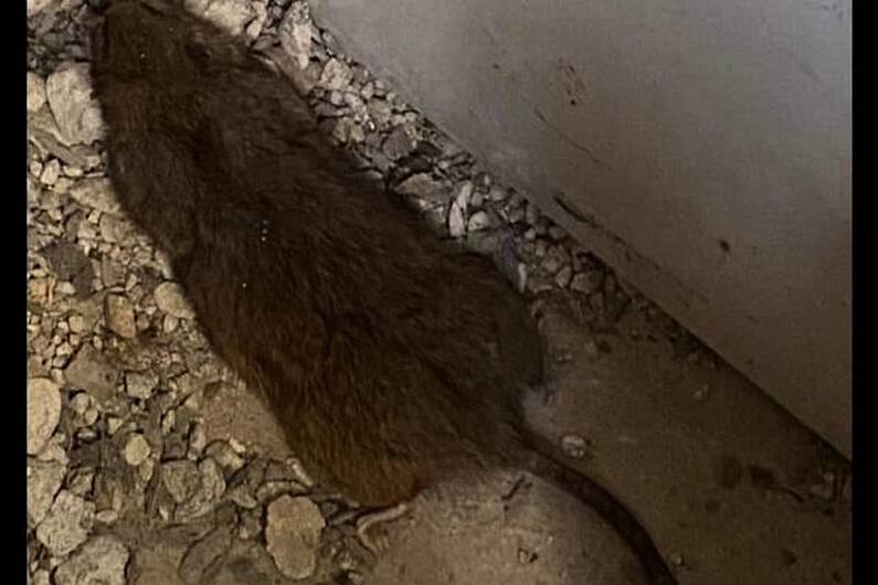 Tralee Rats on the Rampage Update &ndash; September 19th, 2023
