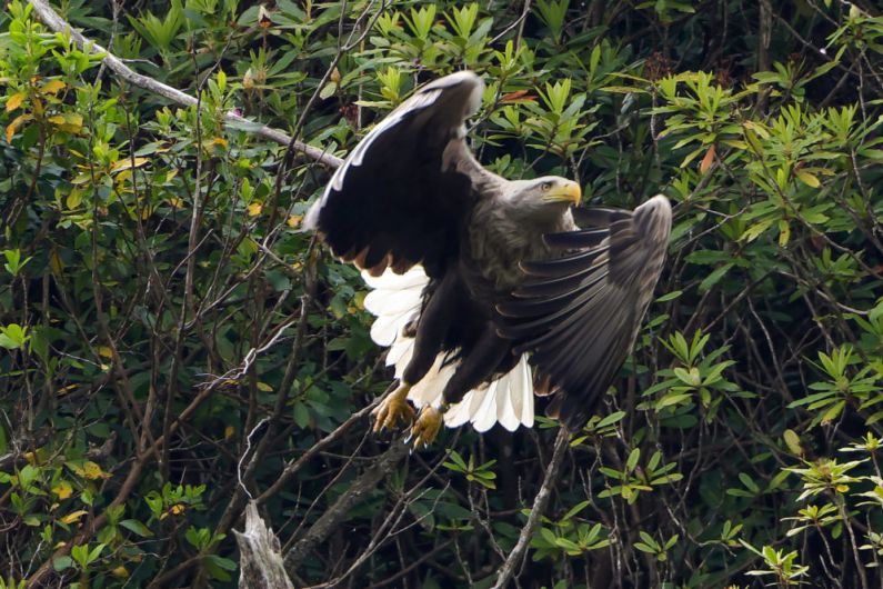 Four white-tailed eagle chicks released at Killarney National Park