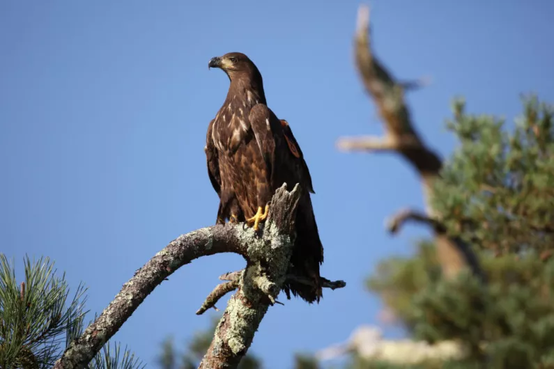 16 white-tailed eagles released in North Kerry