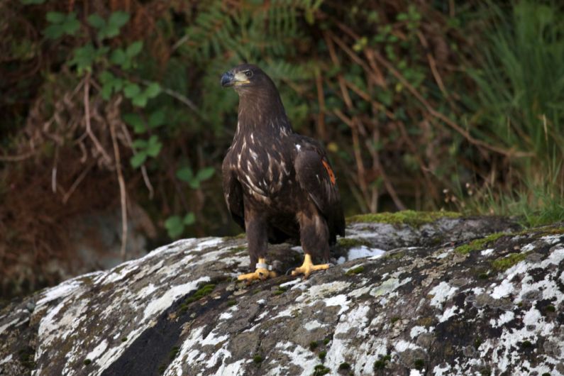 2022 was good year for white-tailed sea eagles