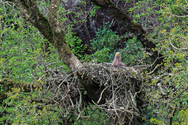 White-tailed eagles nesting in Killarney National Park