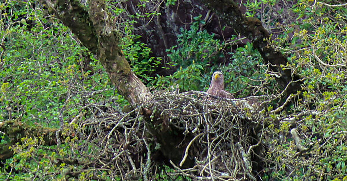 White-tailed Eagles nesting in Killarney National Park - Vimarsana News