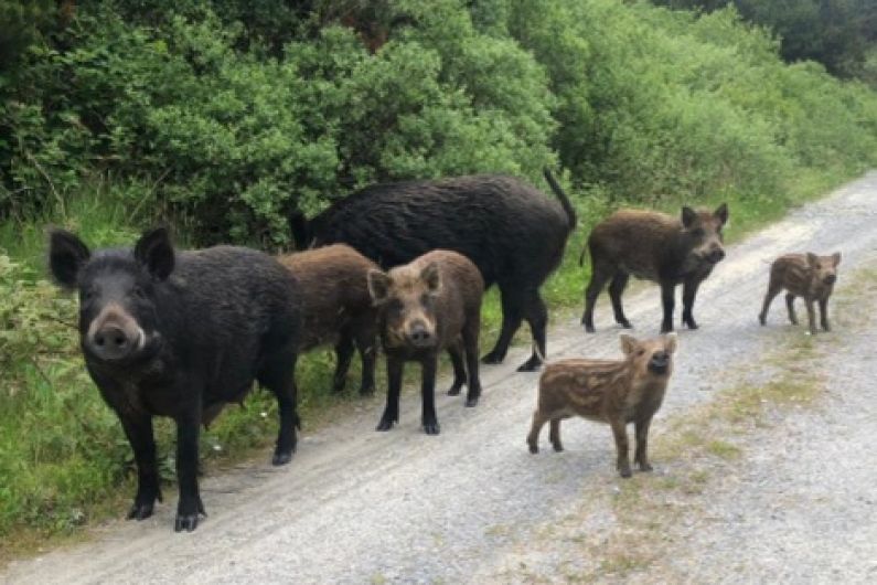Remaining wild boar in East Kerry has been “removed”
