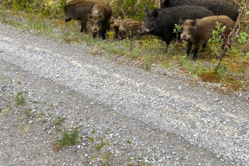 National Parks and Wildlife Service dealing with wild boar in East Kerry
