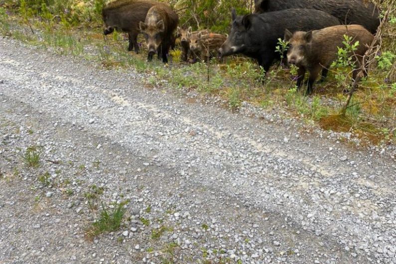 No evidence to suggest wild boar was infected with African swine fever