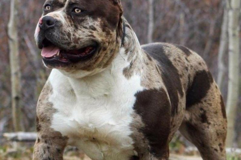 Kerry vet warns of influx of XL Bully dogs into Ireland