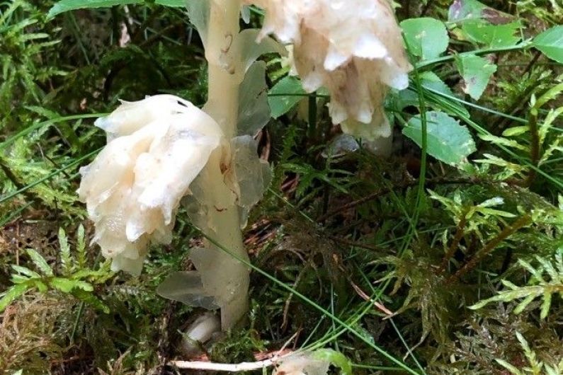 Killarney National Park team thrilled to find rare plant last seen in 1896