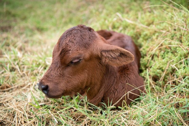 Kerry mart says it will address issues raised in TV probe of livestock sector