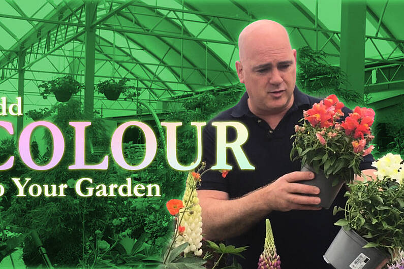 Flowers to help add Colour to your Garden | The Kerry Garden Show | Episode 16