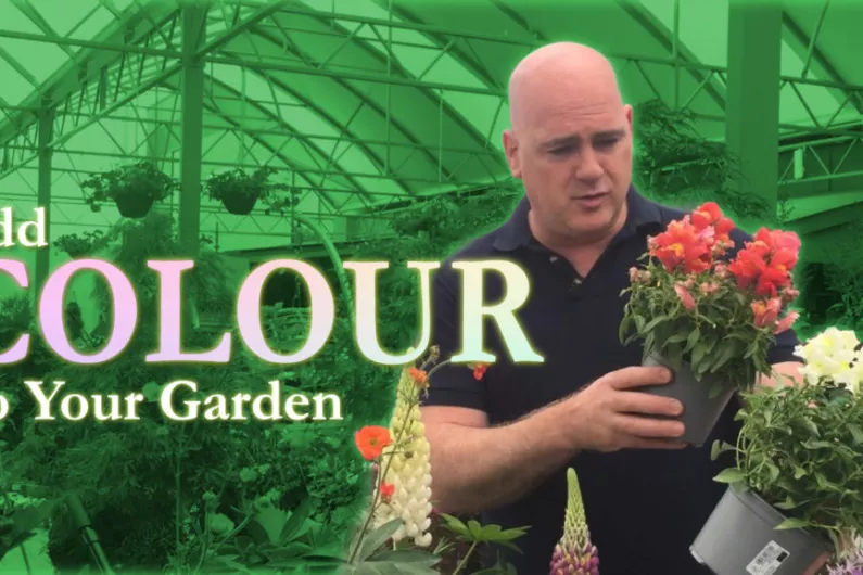 Flowers to help add Colour to your Garden | The Kerry Garden Show | Episode 16
