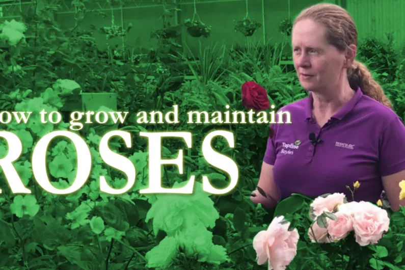 How to grow and maintain roses | The Kerry Garden Show | Episode 15
