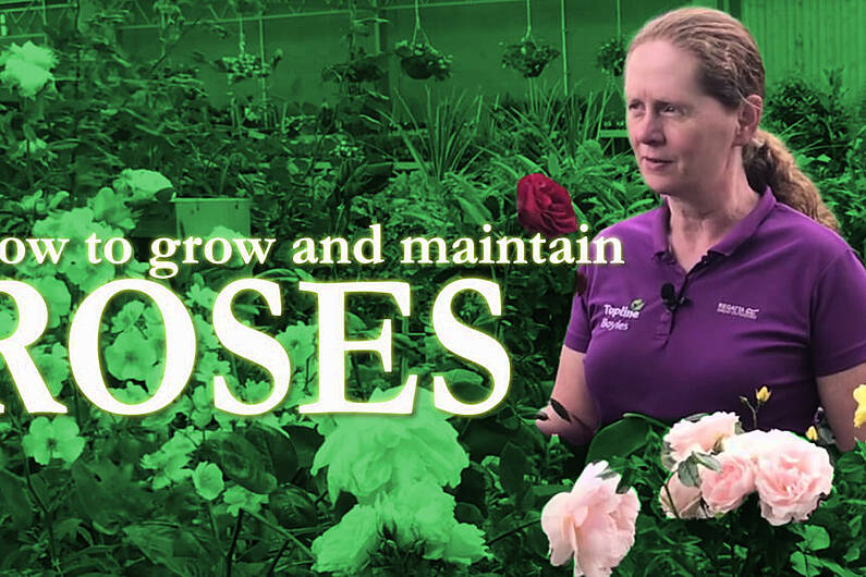 How to grow and maintain roses | The Kerry Garden Show | Episode 15