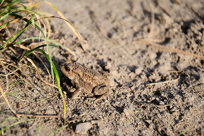Rescue mission underway in Kerry to save Ireland&rsquo;s rarest amphibian