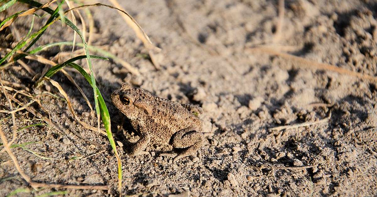 Rescue mission underway in Kerry to save Ireland’s rarest amphibian ...