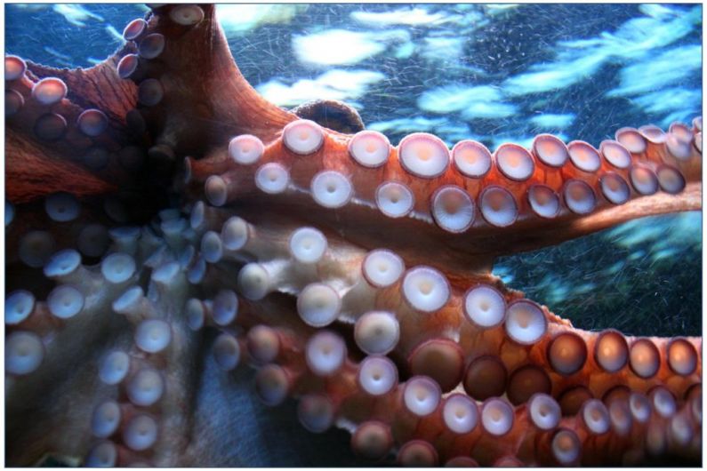 Call for large octopuses caught off Kerry coast to be reported