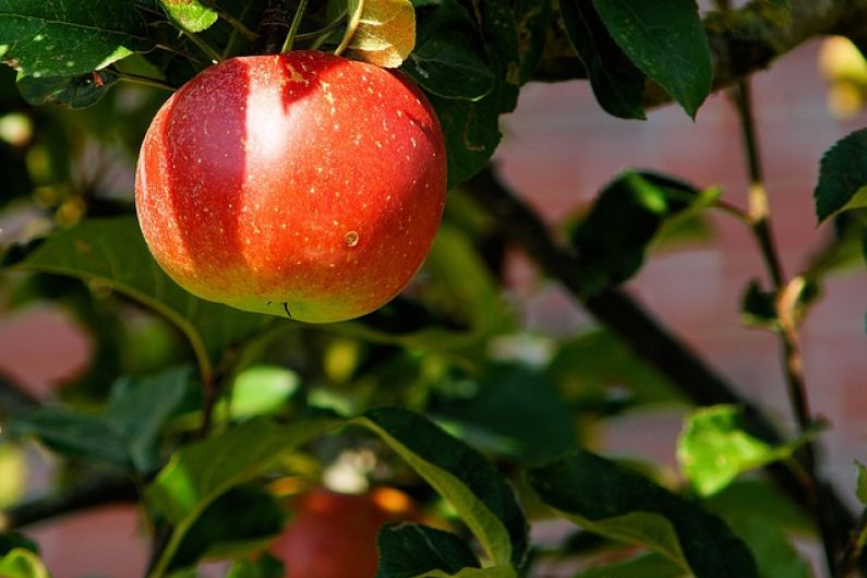 Large quantity of apples stolen in Cahersiveen orchard raid