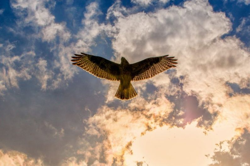 NPWS informed of two buzzards thought to have been poisoned in Kerry