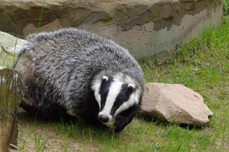 Over 160 badgers culled in Kerry so far this year