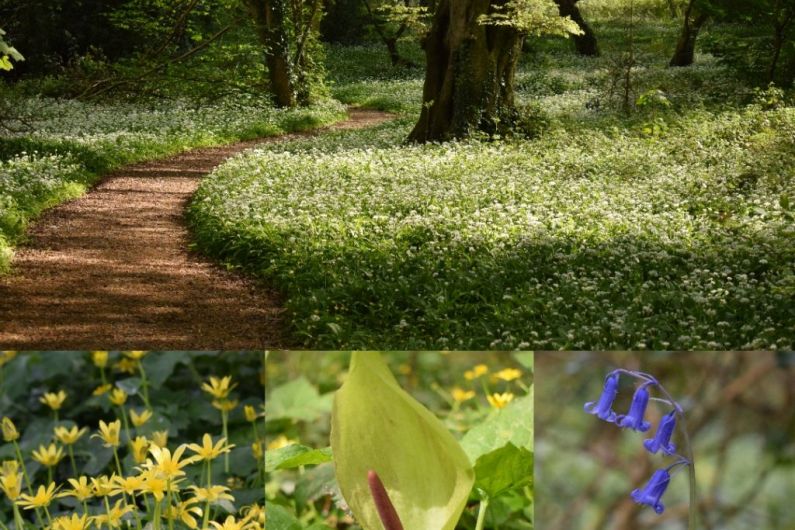 Council to treat rhododendron in Ballyseedy Wood later this year