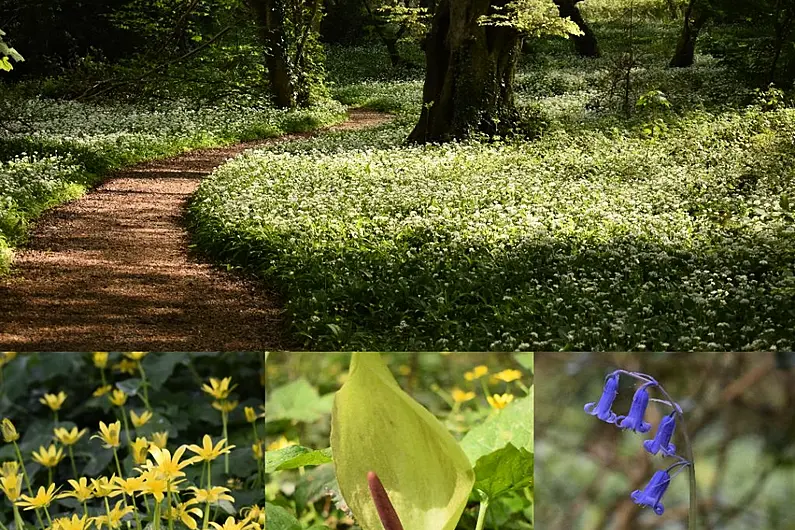Council to treat rhododendron in Ballyseedy Wood later this year