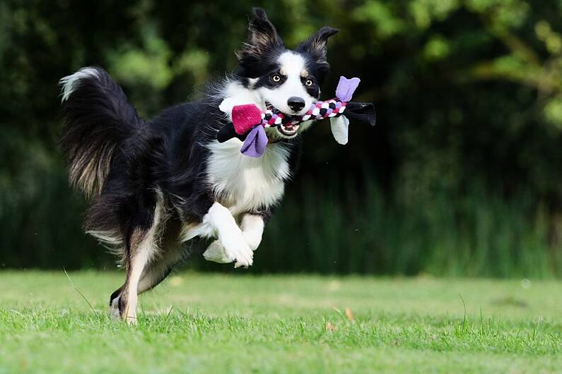 Kerry County Council to review proposal for dog park in Listowel
