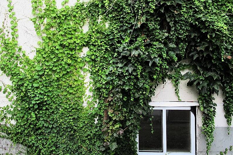 Councillors to write to HSE urging them to remove ivy growing on former Dingle hospital