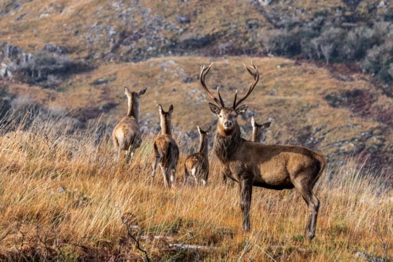 Councillor claims there&rsquo;ve been 7 collisions involving deer in 8 days in South Kerry