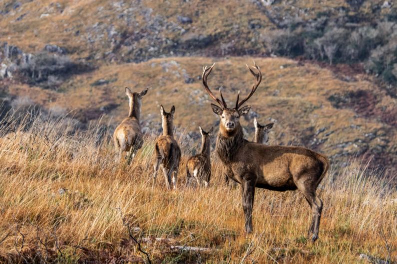 Councillor claims there’ve been 7 collisions involving deer in 8 days in South Kerry