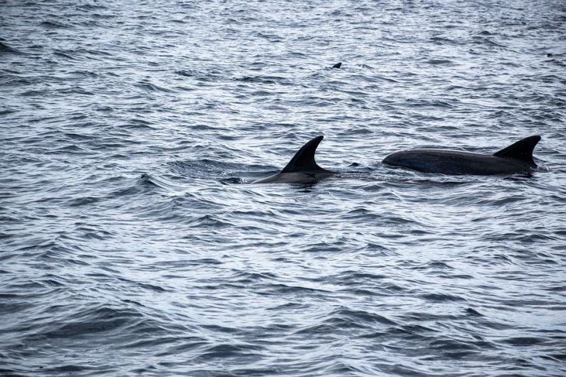 West Kerry locals escort over 20 dolphins to safety