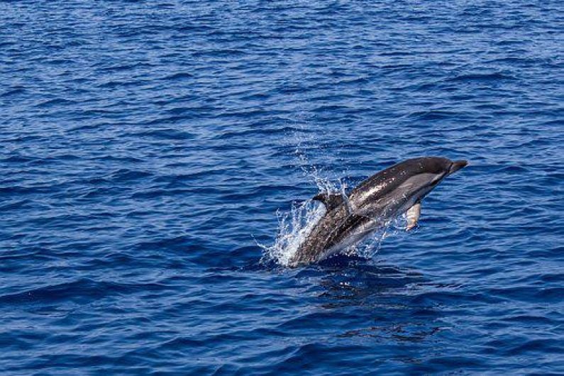 Dolphins stranded in Sneem for 12 days are finally rescued