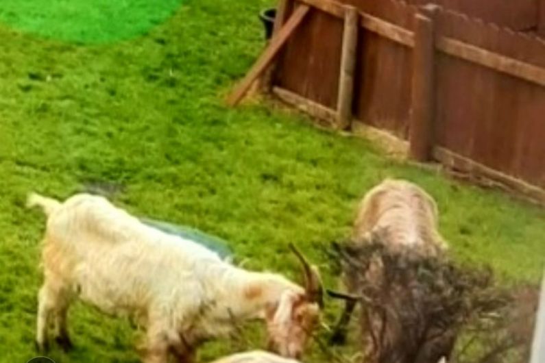 Plan underway to relocate 40 wild goats who’re causing havoc in mid-Kerry