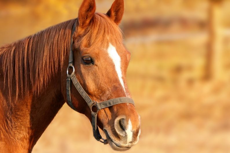 Kerry equine owners asked to take part in census