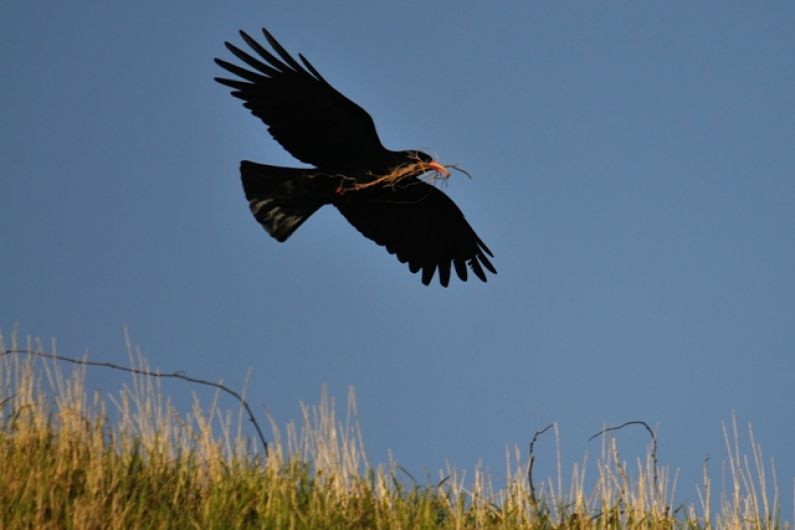 People of Kerry urged to report sightings of rare bird to help conservation