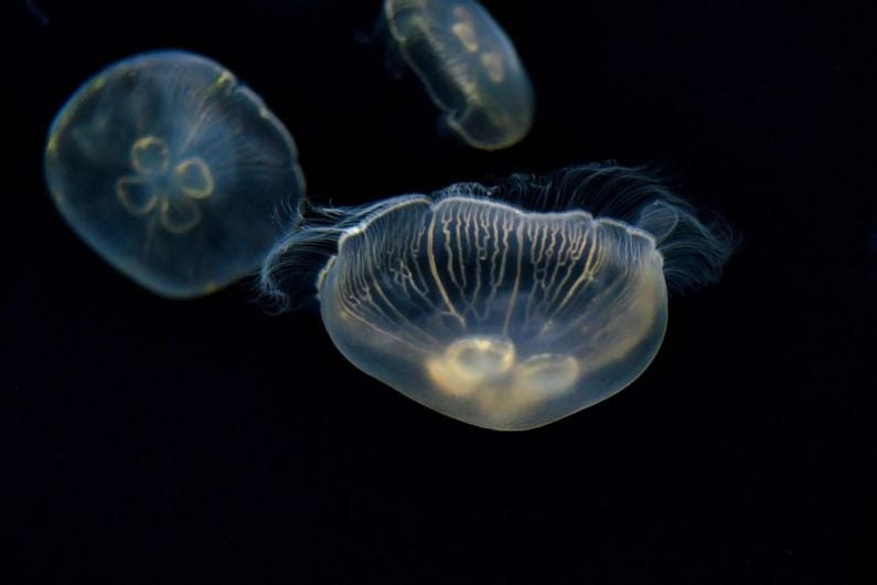 Cold weather the reason for swarms of jellyfish in North Kerry