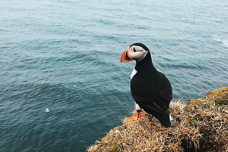 More marine protected areas needed in Kerry