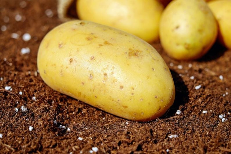 Race to find best-tasting spud in West Kerry reaching boiling point