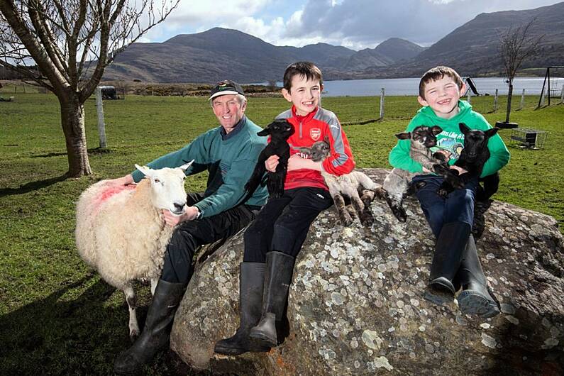 Killarney ewe has quadruplets for a second year